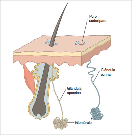 GLANDULAS SUDORIPERAS